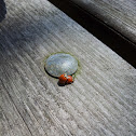 Multicolored Asian Lady Beetle