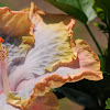 Hugs and Kisses Hibiscus