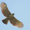 Hodgson's hawk-eagle