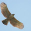 Hodgson's hawk-eagle