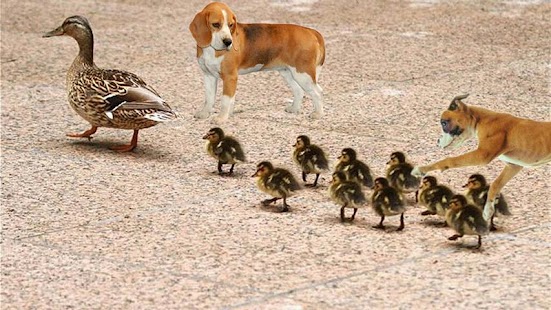 Free Dog Painter APK for Android