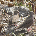 Turtle dove