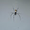 Red-legged golden orb-web spider