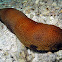 Brown Sandfish Sea Cucumber