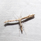 Eupatorium Plume Moth