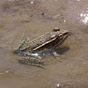 Rio Grande Leopard Frog ?