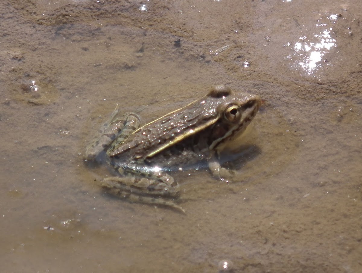 Rio Grande Leopard Frog ?