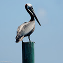 Eastern Brown Pelican