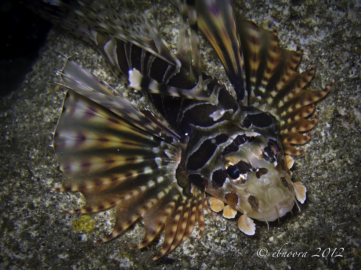 Zebra Lionfish, Dwarf Lionfish, Zebra Turkeyfish