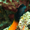 Flame tail blenny