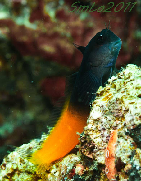 flame-tail-blenny-project-noah