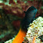 Flame tail blenny