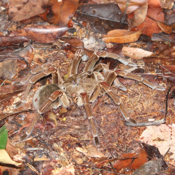 Goliath Bird Eating-spider | Project Noah