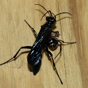 Blue-black spider wasp