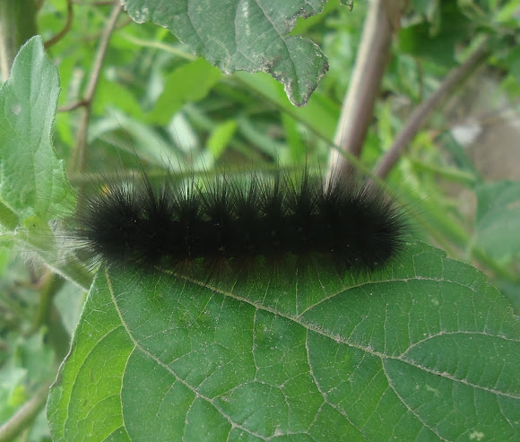 Oruga Negra o Asotador | Project Noah