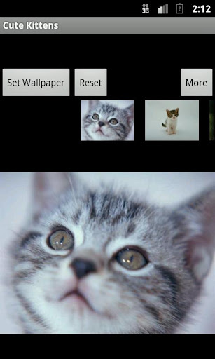免費下載攝影APP|Cute Kittens app開箱文|APP開箱王