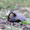 Diloboderus abderus (cascarudo- besouro - beetle)