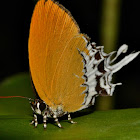 Branded Imperial Butterfly