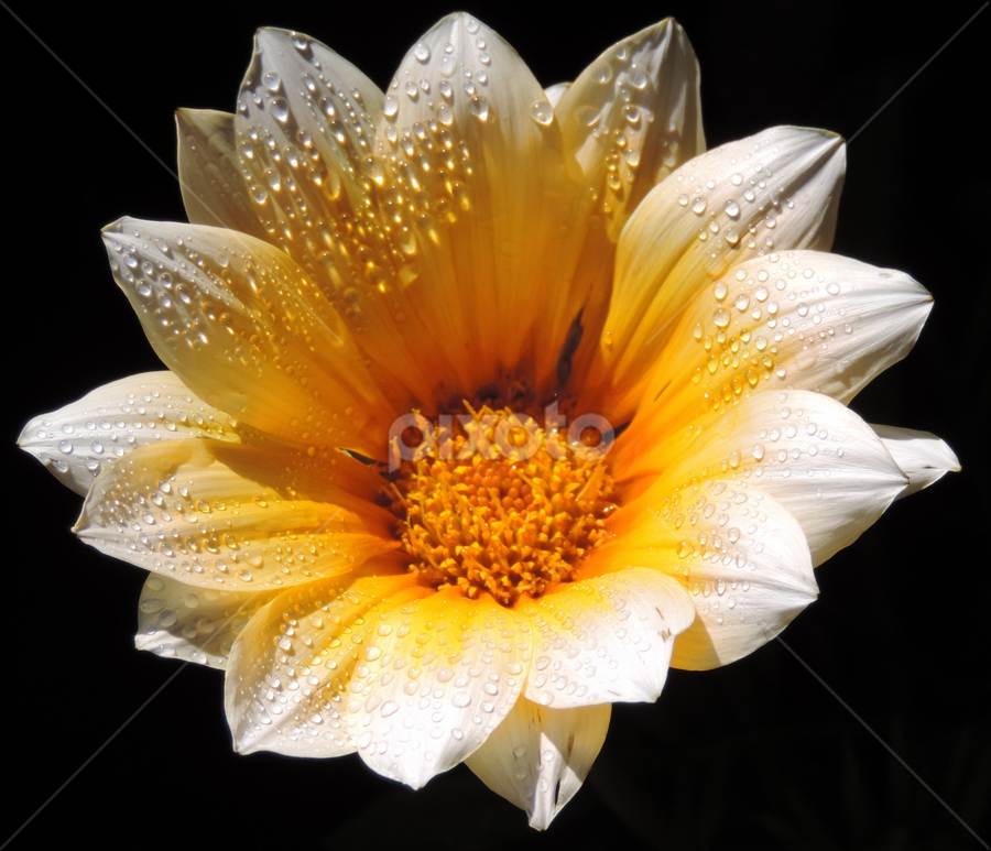 Dewy flower by Biljana Nikolic - Flowers Single Flower