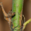 Possible Leaf-footed Bug