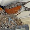 Robin (feeding young)