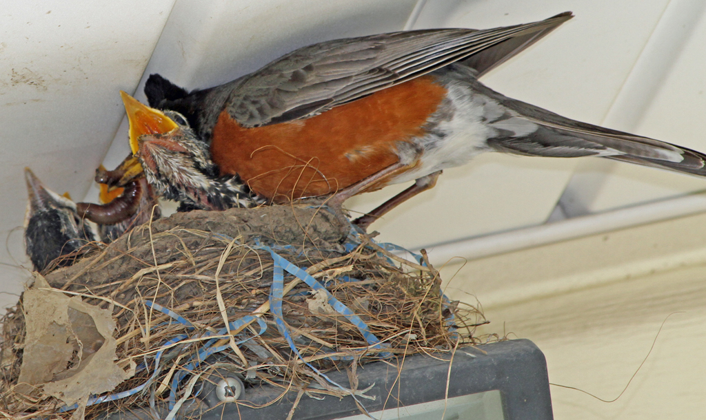 Robin (feeding young)