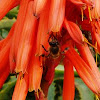 Abeja europea. abeja doméstica o abeja melífera