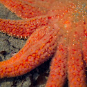 Sunflower Sea Star (Orange Morph)