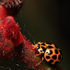 Large Spotted Ladybird