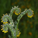 Common Fiddlenecks