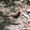 Greater Coucal (Crow Pheasant)