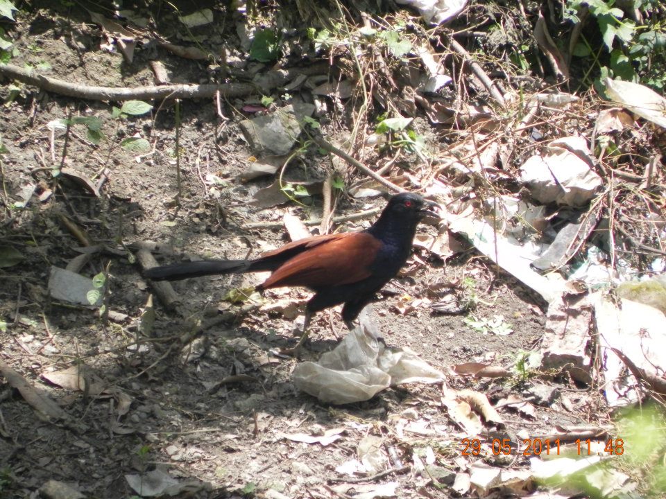 Greater Coucal (Crow Pheasant)