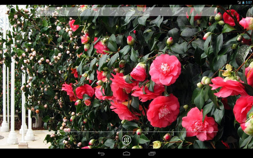 免費下載個人化APP|Camellia HD Live Wallpaper app開箱文|APP開箱王