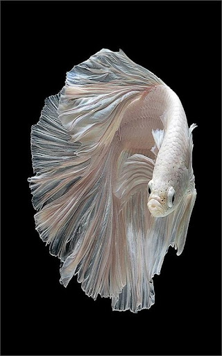 SIAMESE FIGHTING FISH