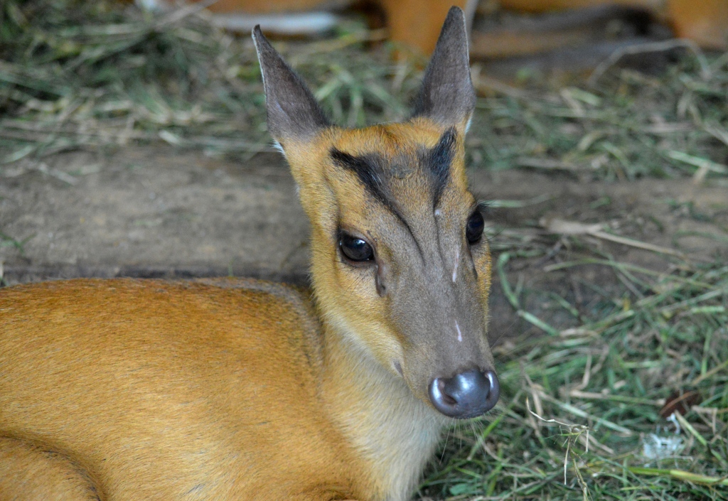 barking deer