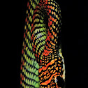 Paradise Tree snake 
