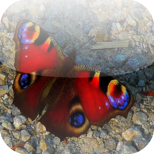 Butterfly Wallpaper LOGO-APP點子