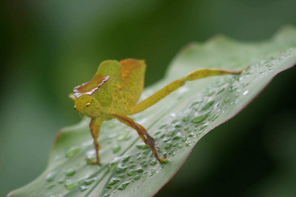 Leaf-mimic Katydid Nymph