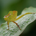 Leaf-mimic Katydid Nymph