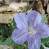 Wild Petunia