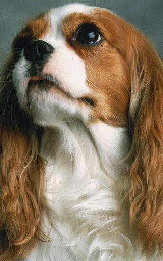 【免費個人化App】Cavalier King Charles Spaniel-APP點子