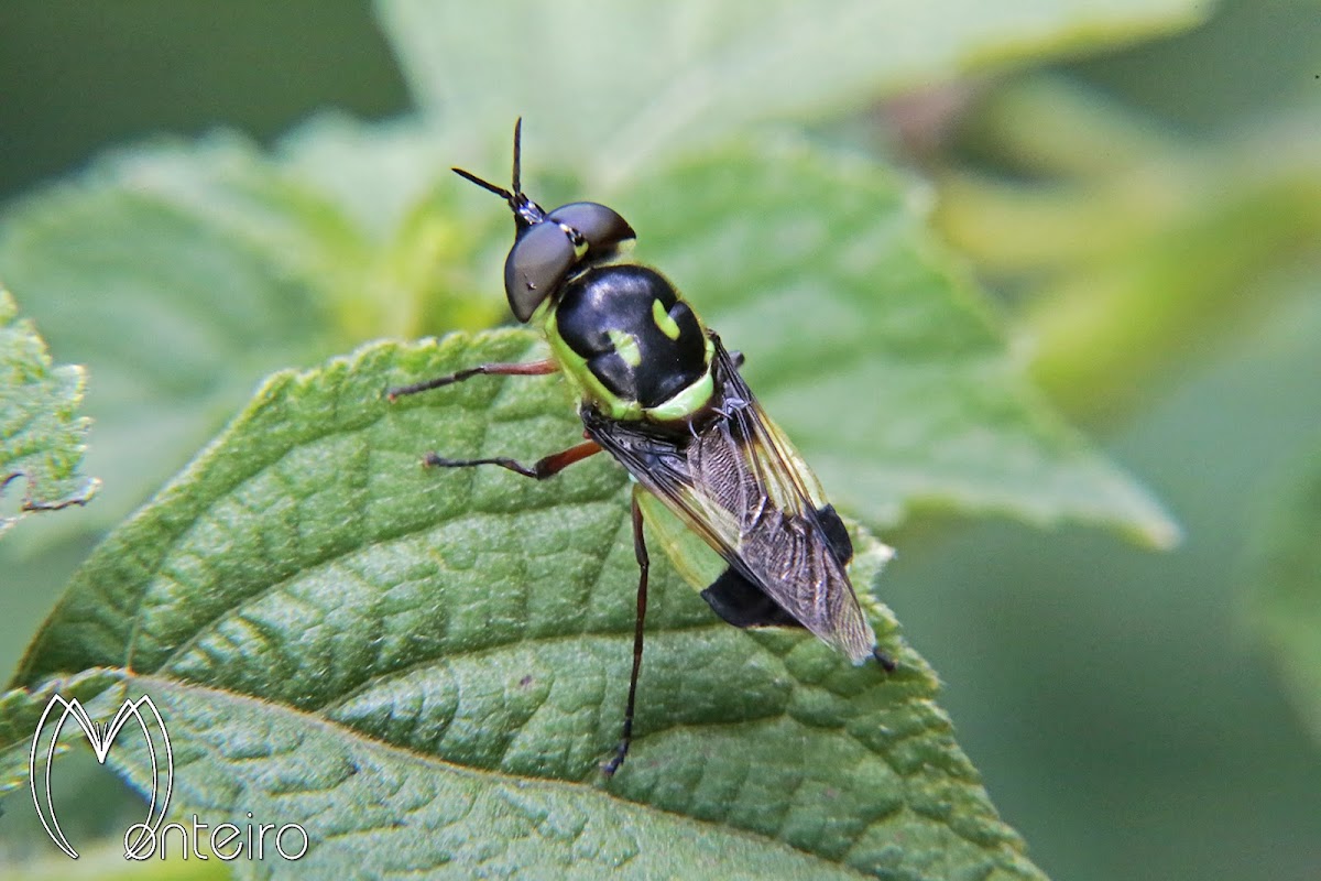 Masked soldier fly