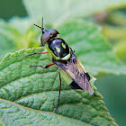 Masked soldier fly