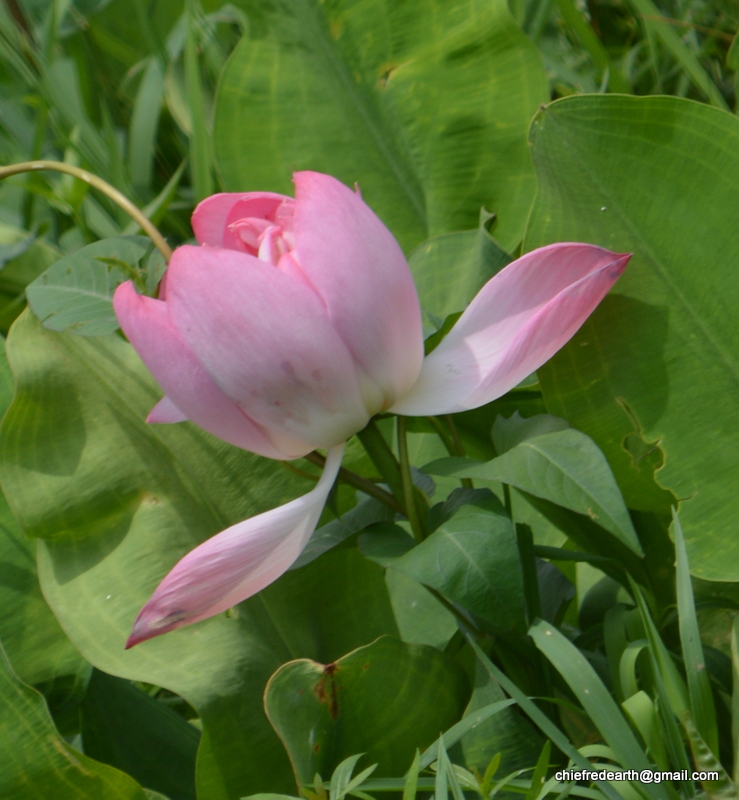 Indian Lotus, Sacred Lotus, Bean of India
