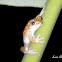 Common milk frog (Rana arborícola lechosa)