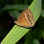 orange bush-brown butterfly