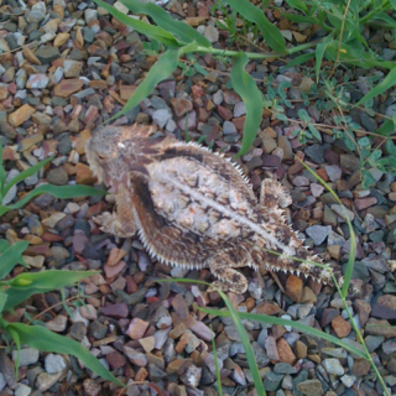 Regal Horned Lizard