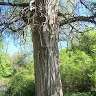 Macedonian Oak