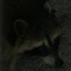 Borneo Raccoon