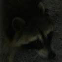 Borneo Raccoon